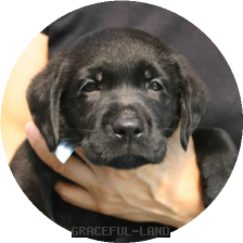 ブルーCK(NORBLE 男の子)